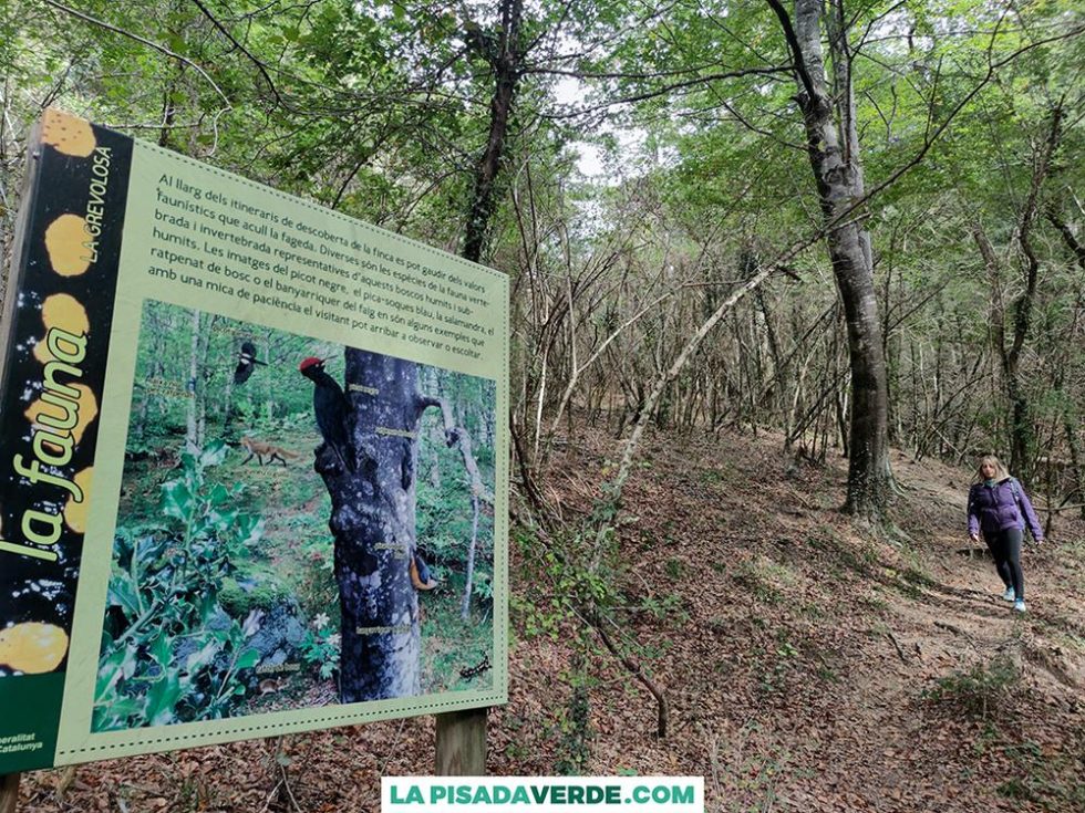 La Fageda de la Grevolosa: ruta ideal para Otoño ️